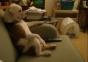 Englische Bulldogge sitzt auf der Couch und schaut TV