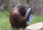 Orang-Utan wäscht sein Gesicht