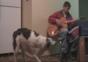 Hund spielt Akkordeon
