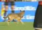 Hund auf dem Fussballplatz