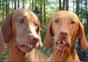 Hornoxe.com - Picdump#6