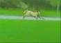 Dieser Hund bringt dich in 3 Sekunden zum lachen