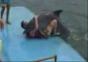 Geiler Delfin