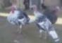 Drei schräge Vögel