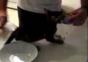 Kleine Katze hat Monsterhunger