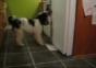 Mein Hund holt mir Bier aus dem Kühlschrank
