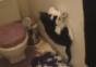 Diese Katze hat was gegen Toilettenpapier