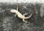 Ameisen tragen toten Gecko
