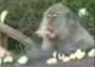 Nimm alles du Affe