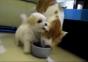 Puppy liebt Katzenohren