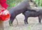 Tapir braucht Viagra
