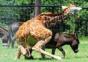 Hornoxe.com - Picdump#32