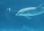 Delfin spielt mit Wasserblasen