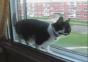Katze vollzieht Drehung aufm engstem Raum