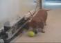 Hund spielt mit sich selbst