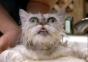 Hornoxe.com - Picdump#52