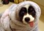 Hornoxe.com - Picdump#53