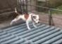 Hund in einer Zwangslage