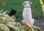 Katze massiert Hund
