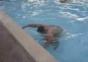 Sprung aus dem Pool
