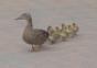 Enten im Wind