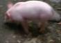 Rettungsschwimmer Schwein