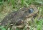 Hypnotoad
