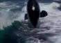 Orcas verfolgen Schnellboot