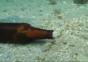 Was ist in der Flasche?