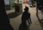 Back-Flip Katze