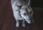 Der beste Freund des Mannes