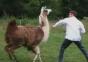 Fiese Tiere Compilation