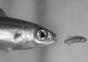 Fisch schluckt Fisch