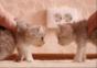 Katzen Crash Test