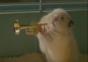 Hamster Jazz Band