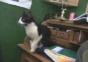 Cat Jump Fail