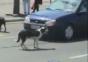 Hund vs. Nummernschild