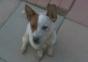 Hund verwirrt von Furzmaschine