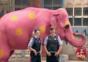 Da läuft ein rosa Elefant über sie Straße!