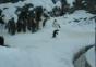Pinguin freut sich über das neue Jahr