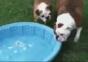 Hund schleppt Minipool von draußen nach drinnen