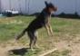 Hund beim Seilspringen