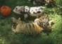 Tiger und Schweinchen
