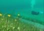 Wiese unter Wasser