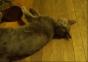 Houdini Katze