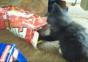 Katzen lieben Pappboxen