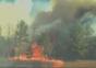 So schnell bewegt sich ein Waldbrand vorwärts