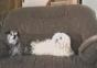 Geladener Hund