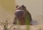 Frosch erzeugt Vibrationen im Wasser