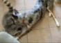 Hund und Waschbär spielen miteinander